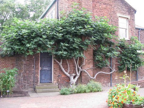 Figs need to be kept short and open so you can pick the fruit, so an espalier is an effective way to do that. If not, the birds will benefit from the ones out of reach...by Octavia Helena, via Flickr Beautiful Espaliered Fig Garden Topiary, Espalier Fruit Trees, Gardener Aesthetic, Garden To Table, Ceiling Window, Edible Landscape, Gardening Aesthetic, Garden Vines, Vertical Gardens