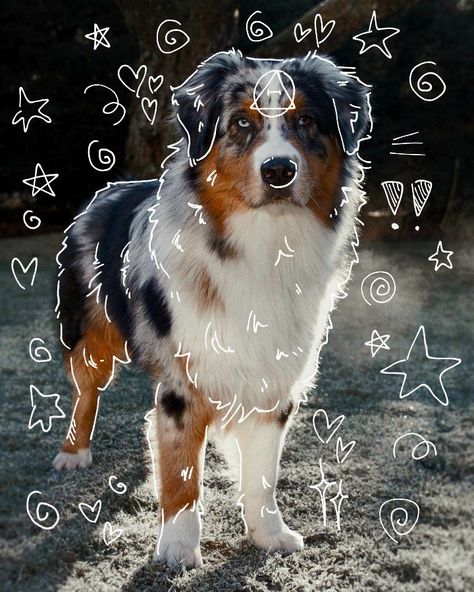 Australian Shepherd Colors, What Animal Are You, Australian Shepherd Blue Merle, Dog Mask, Maybe In Another Life, Australian Shepherd Dogs, Silly Cats Pictures, Blue Merle, Dog Pin