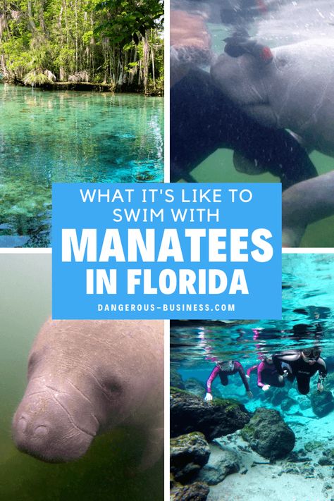 Packing List For Florida, Manatees In Florida, Swim With Manatees, Swimming With Manatees, Crystal River Florida, Early Explorers, Florida Weather, Wildlife Travel, Best Snorkeling