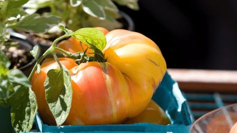 How to Grow German Queen Tomatoes – Best Secrets! The German Queen tomato, otherwise known as Heirloom tomato, is an old-fashioned tomato plant that produces large, meaty fruits throughout the summer months. The plant grows to around 3.9 - 5.9 feet tall (120-180cm) and the fruits can weigh up to 18oz (510g).    How to Grow German Queen Tomatoes? German Queen tomato plants require direct sunlight, heat a good circulation of a… Heirloom Tomato Plants, Garden 2023, Tomato Seedlings, Johnny Appleseed, Tomato Plant, Heirloom Tomato, Heirloom Vegetables, Plant Guide, Apple Seeds