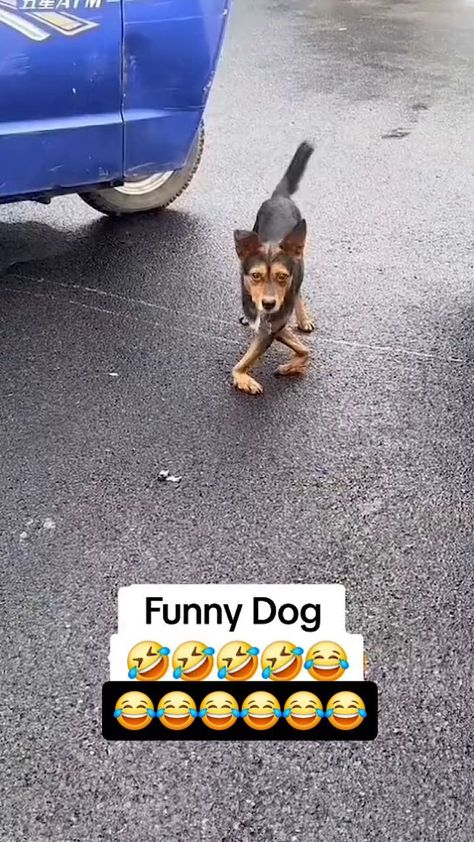 Confidence Nkechi Liberato | Cat walking dog 🐕 | Instagram Talking Dog Video, Funny Talking Dog, Babies Laughing, Funny Babies Laughing, Moose Pictures, Funny Pet Videos, Animal Photography Wildlife, Shyam Baba, Cat Walking