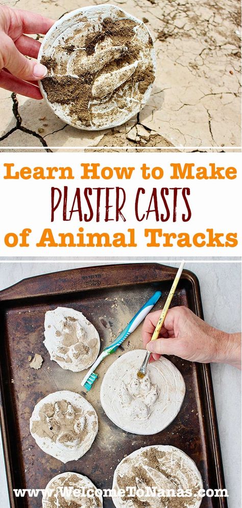 Learn How to Make Plaster Casts of Animal Tracks. Bring the animal footprints home you find on a hike. Easy science activity for all ages. #WelcometoNanas #PlasterCastAnimalTracks #PlasterProjectsforKids #AnimalPrintCraft Animal Tracks Activities, Science Crafts For Kids, Mammals Activities, How To Make Plaster, 21 Balloons, Animal Paws, Texas Animals, Animal Activities For Kids, Animal Footprints