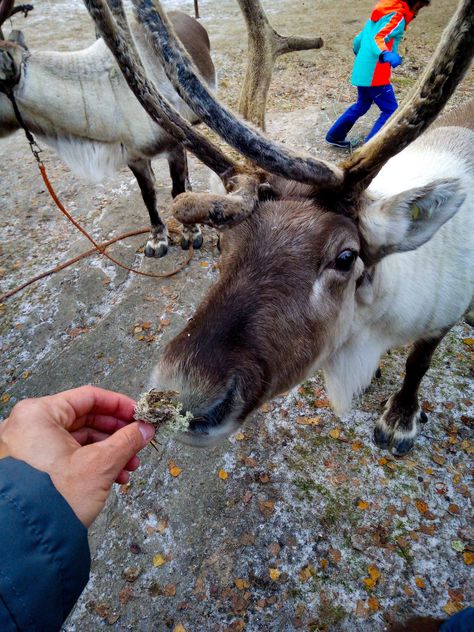 feeding a reindeer in Santa Claus Village, Rovaniemi, Finland. 2018 Santa Claus Village Rovaniemi, Feeding Reindeer, Rovaniemi Finland, Santa Claus Village, Winter Wonderland, Finland, Goats, Santa Claus, Reindeer