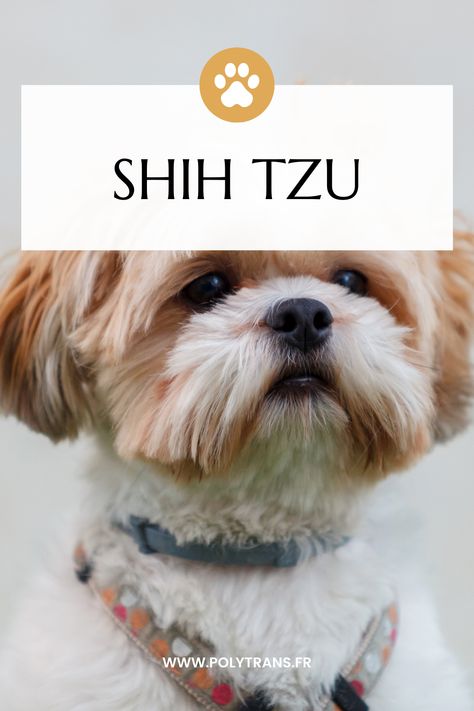 Vous avez une préférence pour les chiens de petite taille pour ne pas dire compact ? Alors vous devez forcément vous intéresser à la race de Shih Tzu ! Comment ne pas craquer devant cette petite boule de poils trop craquante ? Voici tout ce que vous devrez connaitre à son sujet. Chien Shih Tzu, Shih Tzu, Education, Dogs, Animals