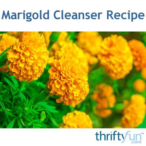 Marigold Oil Diy, Dried Marigold Uses, Marigold Benefits, Cleanser Recipe, Skin Cleanser Diy, Dried Marigold, Flowers Recipes, Skin Cream Recipes, Diy Scrubs