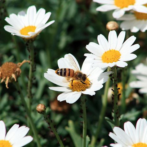 Bee Pollinating Daisy Bees Pollinating Flowers, Pollinating Flowers, Flower Bird, Honey Bee, Daisy Flower, Ecuador, A Garden, Face Mask, Daisy