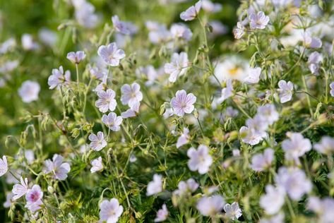 Wild Ginger Plant, Geranium Care, Cranesbill Geranium, June Flower, Late Summer Flowers, Wild Geranium, Long Blooming Perennials, Ginger Plant, Ferns Garden