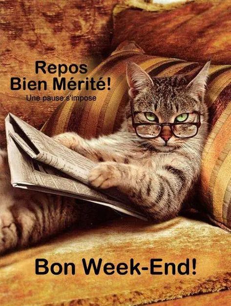 Repos bien mérité! Bon week-end! - Bon week-end image #5299 Science Cat, Cat Reading, Cornell University, Bon Weekend, Funny Cat Memes, Relationship Memes, Silly Cats, New Memes, Week End