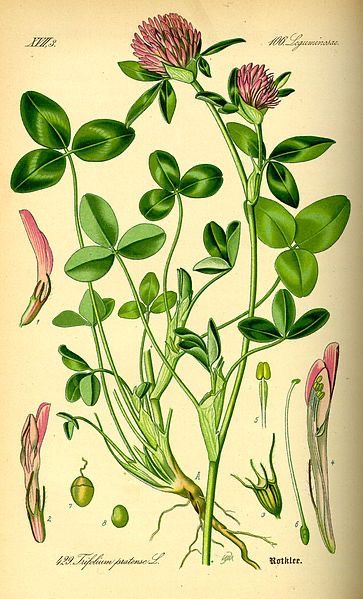 Clover Painting, Clover Tattoos, Red Clover, Botanical Illustration Vintage, Clover Flower, Botanical Drawings, Vintage Botanical, Clover Leaf, Botanical Illustration