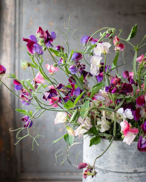 I’ve been picking sweet peas in the rain 🍃 standing in the flower patch in a hat and waterproofs is not what I thought I’d be doing to wish everyone a happy July ahead 😅 but the sweet peas are happy so that’s a win Flowers Sweet Pea, Sweet Pea Bouquet Wedding, Sweet Pea Flower, Sweet Pea Wedding Flowers, Sweet Pea Bouquet, Sweet Pea Flowers, Happy July, Pea Flower, Flower Patch