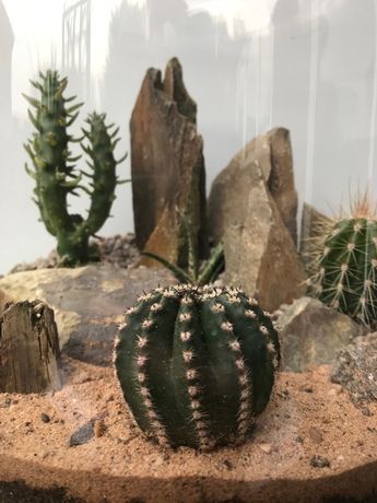 Cactus In Terrarium, Cacti Terrarium Ideas, Cactus Dish Garden, Desert Terrarium Ideas, Cactus Terrarium Ideas, Cacti Terrarium, Terrarium Party, Cactus Arrangements, Indoor Cactus Garden