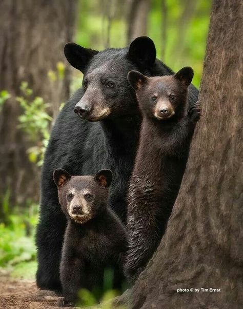 ✨✨ ˚BLACK BEARS IN ARKANSAS. IT'S VERY NORMAL TO SEE ˚BLACK BEARS IN THE WILD BUT NOT TO THE POINT THAT THEY BOTH YOU AT CAMP SITES. I'VE BEEN CAMPING ALL OVER ARKANSAS AND NEVER HAD A CAMP SITE RAIDED BY BEARS! ✨✨ Bear Standing, Nosara, Black Bears, Love Bear, Bear Cubs, Wild Life, Animal Planet, The Animals, Black Bear