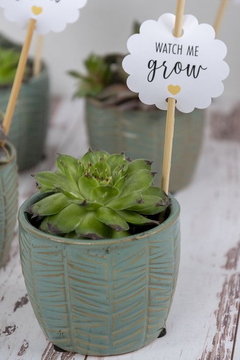 Watch Me Grow Gift Tags Free Printable. Baby Shower Favor Tags for Succulents or Plants. #succulents #babyshowerfavors #watchmegrow Plant Tags Diy, Jar Desserts, Baby Giveaways, First Birthday Favors, Mini Plant Pots, Faking It, Succulent Favors, Watch Me Grow, Baby Shower Tags