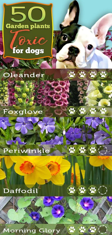 Toxic Plants For Dogs, Plants Poisonous To Dogs, Plants For Dogs, Plants Toxic To Dogs, Dangerous Plants, Foxglove Plant, Dog Safe Plants, Dog Friendly Plants, Dog Friendly Garden