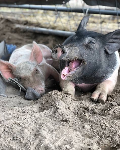 Meet the Modern Farmers: Brittany & Dan Illescas of Central Texas Pig Rescue - https://modernfarmer.com/2018/09/meet-the-modern-farmers-brittany-dan-illescas-of-central-texas-pig-rescue/?utm_source=PN&utm_medium=Pinterest&utm_campaign=SNAP%2Bfrom%2BModern+Farmer Pig Breeds, Raising Pigs, Micro Pigs, Modern Farmer, Teacup Pigs, Pot Belly Pigs, Mini Pigs, Pet Pigs, Central Texas