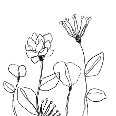 size: 12x12in Art Print: Spindle Blossoms I by June Vess : Canvas Drawing, Simple Line Drawings, Drawing Prints, Stock Paper, Fine Arts Posters, Wall Hooks, Art Sur Toile, Doodle Art, Art Materials