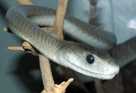 Famous as one of the deadliest snakes in the world, the Black Mamba is one of the four snake species in the Dendroaspis genus.



The black mamba is well-known as one of the World's most dangerous snake species. However, people usually vilify this nervous snake species.



In most cases, the black mamba snake avoids confrontation from humans and other predators unless it is trapped or cornered.



As you read further, you'll learn more about the Black Mamba.



Classification




Scientific ... Black Mamba Snake, Venomous Animals, Mamba Snake, Aggressive Animals, Poisonous Snakes, Snake Venom, Dangerous Animals, Africa Do Sul, King Cobra