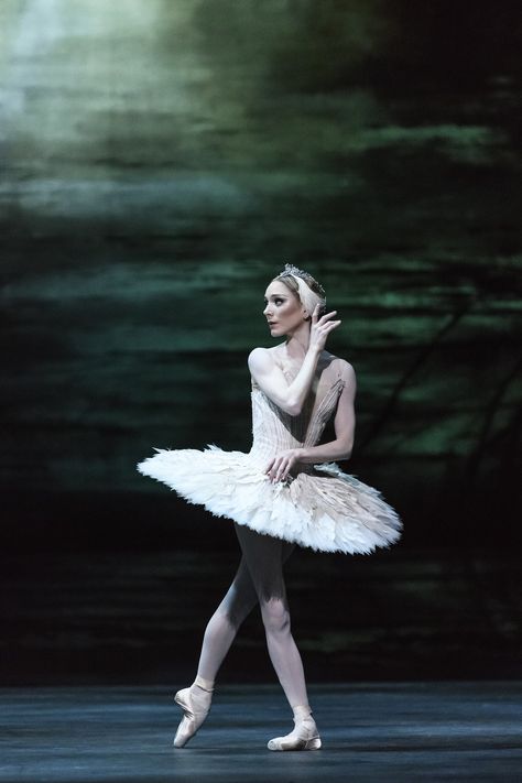 Swan Lake Costumes, Sarah Lamb, Ballet Painting, Swan Lake Ballet, The Royal Ballet, Dancer Photography, Ballet Beauty, Alvin Ailey, Ballet Poses