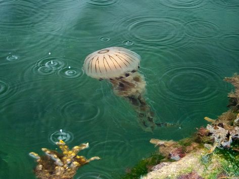 https://flic.kr/p/8tLSRM | Compass Jellyfish (Chrysaora hysoscella) | Ballycrovane Harbour, Beara Peninsula, County Cork, Ireland Compass Jellyfish, Beara Peninsula, Ocean Things, 2024 Board, County Cork Ireland, Jellyfish Art, County Cork, Life Aquatic, Cork Ireland