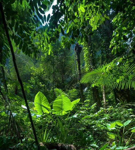 Adventure background. Green jungle. Forest landscape #Sponsored , #affiliate, #PAID, #background, #landscape, #Forest, #Adventure Jungle Images, Tropical Rain Forest, Jungle Forest, Rain Forest, Forest Photography, Tropical Forest, Tropical Rainforest, Green Forest, Beautiful Photos Of Nature