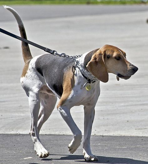 Treeing walker coonhound. By just chaos Walker Hound, Coon Hunting, English Coonhound, Most Expensive Dog, Walker Coonhound, Treeing Walker Coonhound, Expensive Dogs, Akc Breeds, People Funny