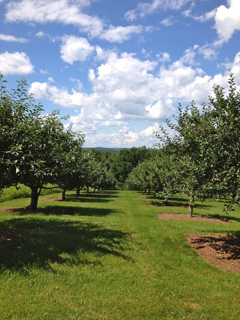 Apple Tree Orchard, Italian Orchard, Truffle Farming, Fruit Tree Orchard, Fruit Garden Layout, Small Orchard, Backyard Orchard, Tree Orchard, Farm Orchard