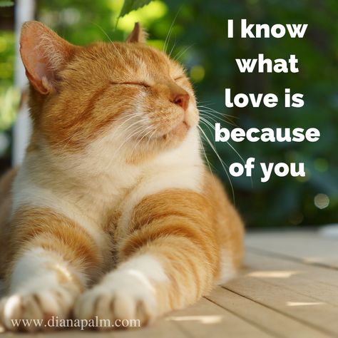 Attract Your Soulmate, Cat Lover Quote, Must Love Dogs, Love Attraction, Love Yourself More, Love Your Pet, Like A Cat, Cat Quotes, Animal Care