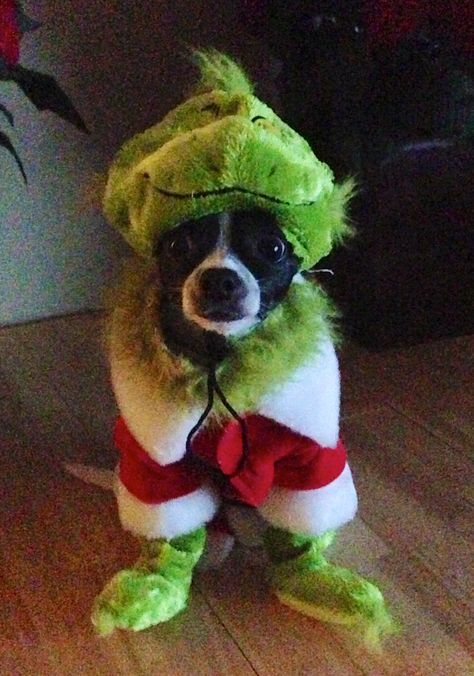 The Grinch - Chihuahua Style!  That's my sweet Olivia in her Grinch Outfit I created for her. Grinch Dog Costume Diy, Crafts For Dogs, Christmas Cookies For Dogs, Christmas Essential Oil Blends, Christmas Dump, Grinch Outfit, Cookies For Dogs, Christmas Dogs Funny, Christmas Ootd