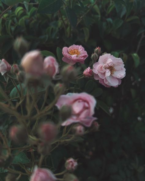 🪴 . . . . . . . . . . . . . #flower #rose #floral #photography #photographersofinstagram #aesthetic #love #follow #explore #pink #nature Wild Roses Aesthetic, Desert Rose Aesthetic, Wild Rose Aesthetic, Pink Rose Aesthetic, Wild Rose Flower, Roses Aesthetic, Rose Aesthetic, Color Aesthetic, Pink Nature