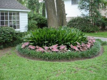 Cast iron plants, caladiums, and liriope around the base of a tree - try something like this around the elm? Base Of Tree Landscaping, Front Yard Tree Landscaping, Live Oak Tree, Trees For Front Yard, Cast Iron Plant, Live Oak Trees, Iron Plant, Landscape Concept, Yard Project