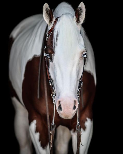 Equine Photography Black Background, Reining Horses Photography, Paint Horse Photography, Horse Black Background, Black Background Portrait, Projector Photography, Samoa Cookies, Background Portrait, Horse Reining