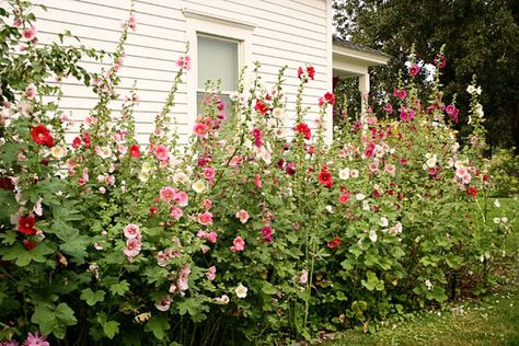 hollyhock cottage & garden ... X ღɱɧღ || Farmhouse Landscaping, Farmhouse Garden, Diy Landscaping, Grandmas House, Yard Ideas, Dream Garden, Urban Garden, Yard Landscaping, Garden Planning