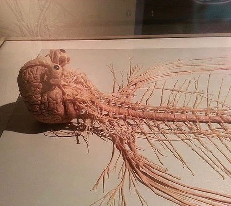 Gunther Von Hagens, Sistem Saraf, Brain Nerves, Human Nervous System, Spinal Column, Medical Videos, Human Organ, Medical Illustration, Med School