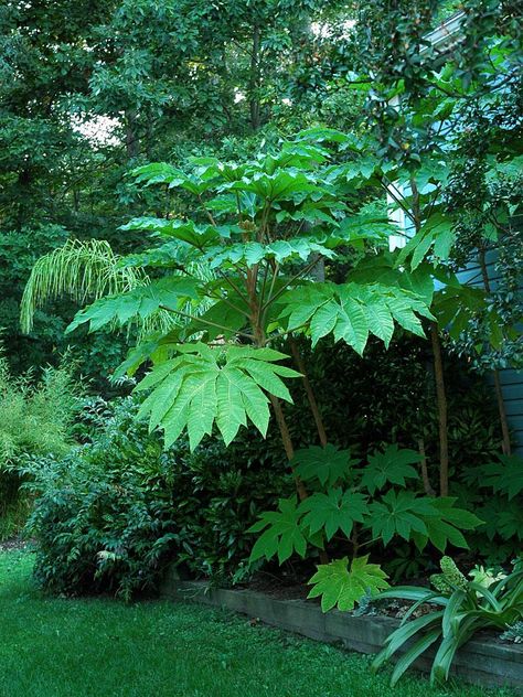 Large leaf tropical plants - TROPICAL LOOKING PLANTS - Other Than Palms - PalmTalk Tropical Planting Uk, Rain Forest Garden Ideas, Large Foliage Plants, Tropical Garden Uk Ideas, Large Leaf Tropical Plants, Large Leaf Plants Outdoor, Big Plants Outdoors, Backyard Jungle Garden, Jungle Garden Uk