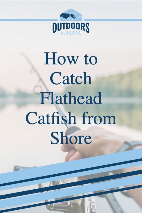 How to Catch Flathead Catfish from Shore Flathead Catfish, How To Catch Catfish, Catfish, Fishing, Fish