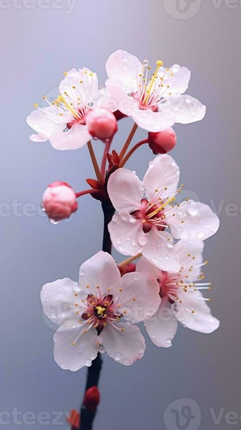 Cherry blossom flower photo wallpaper background. AI Generated, Cherry Blossom Close Up, Cherry Blossom Branch Photography, Juliette Tattoo, Cherry Blossom Photography, Cherry Blossom Photo, Plant Reference, Autumn Patterns, Blossoming Flower, Cherry Flowers