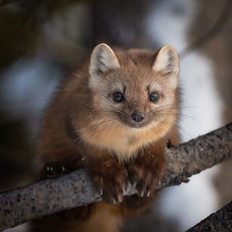 An American Pine Marten right before he leaps out of frame to another tree here in Yellowstone National Park. #marten #martens #pinemarten… | Instagram Pine Martin Animal, Pine Marten Aesthetic, European Pine Marten, American Pine Marten, Martens Animal, Marten Animal, Mammal Photography, Madison Animal, Zootopia Oc