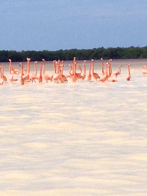 Celestun, Yucatán  Santuario de Flamencos Everyone Leaves, Lots Of Money, Road Trip, This Is Us, Travel