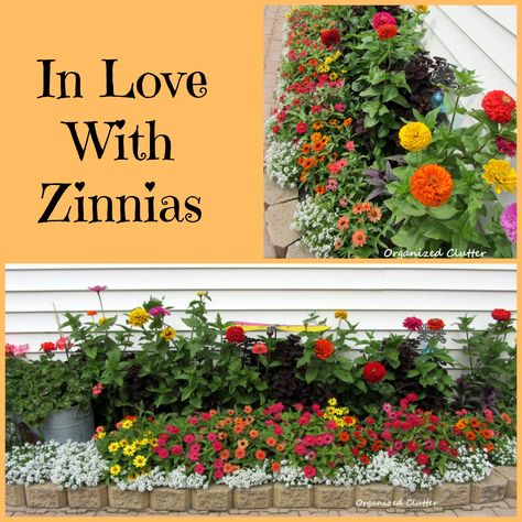 A yard of 2000 zinnias. Zinnias In Flower Bed, Zinnia Landscaping, Zinnia Bed Ideas, What To Plant With Zinnias, Zinnia Flower Bed, Zinnias Garden Ideas, Poison Flowers, Rozanne Geranium, Ornamental Horticulture