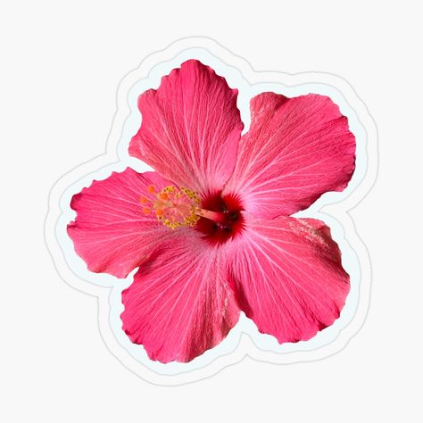 Hibiscus Flower Sticker, Pink Hibiscus Flower, Images Hello Kitty, Stickers Cool, Kindle Stickers, Sticker Design Inspiration, Preppy Stickers, Snapchat Stickers, Redbubble Stickers