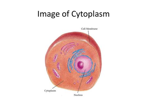 What is Cytoplasm and How Does it Work - ppt video online download Cytoplasm Drawing, Nuclear Membrane, Cell Organelles, Eukaryotic Cell, Dna Replication, Organic Molecules, Cellular Respiration, Story Drawing, Nucleic Acid