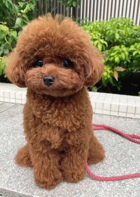 Toy Poodle Puppy Cut, Poodle Teddy Bear Cut, Poodle Puppy Cut, Toy Poodle Haircut, Teddy Bear Poodle, Anjing Poodle, Cute Fluffy Puppies, Toy Poodle Puppy, Teddy Bear Puppies