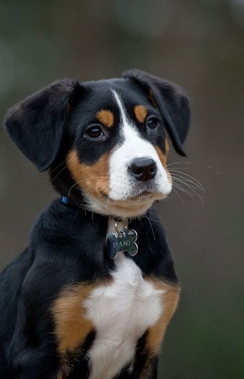 Great Swiss Mountain Dog, Dog Training Ideas, Favorite Friend, Dog Biscuit, Dog Commands, Training Ideas, Greater Swiss Mountain Dog, Easiest Dogs To Train, Swiss Mountain Dogs