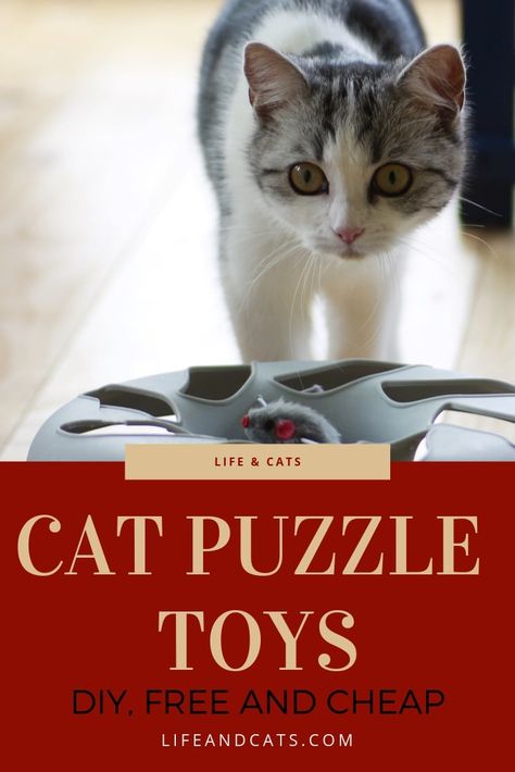 Raising Kittens, Diy Cat Toys, Free Puzzles, Mental And Physical Health, Cat Puzzle, Cat Hacks, Kitten Care, Cat Garden, Outdoor Cats