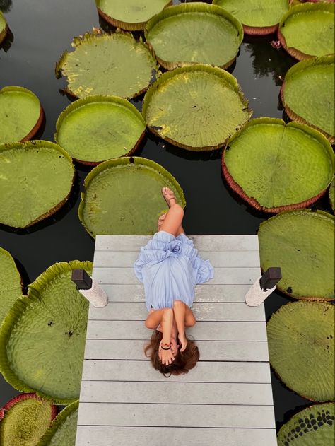 Giant Lily Pads, Idea For Photo, The Cafe, Lily Pads, Phuket, Photo Ideas, Thailand, Lily, Cafe