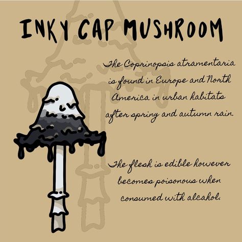 #mushrooms #mushroom #magical #grimoire #aesthetic #witchcraft #art #artwork #drawing #drawingideas #drawingchallenge #drawingprompts #fungus #funguary Grimoire Aesthetic, Ink Cap Mushroom, Inky Cap Mushroom, Aesthetic Witchcraft, Witchcraft Art, Mushroom Magic, Atelier Design, Urban Habitat, Mushroom Drawing