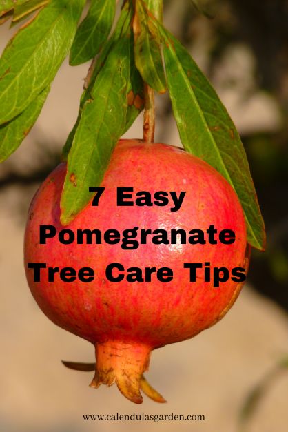 Pomegranate trees can be found in warm climates all over the world. These hardy trees are relatively drought-tolerant and can thrive in a variety of soil types. There are many different types of pomegranate trees, with fruit that ranges in shape from round to oblong and in color from deep red to yellow-orange. Russian Pomegranate Tree, Pruning Pomegranate Trees, Grow Pomegranate From Seed, Growing Pomegranate Trees, Pomagranet Tree, Growing Pomegranate From Seed, Pomegranate Tree Care, Grow Pomegranate, Allotment Planning