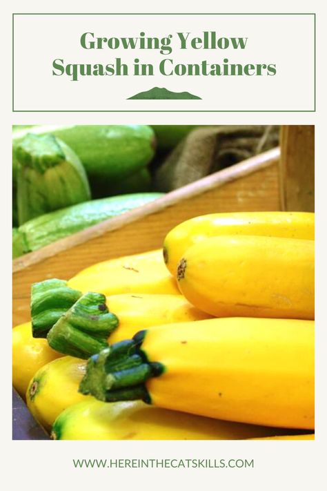 If you're short on garden space, growing yellow squash in containers is a great solution. This guide explains what you'll need, along with planting, care, and harvesting advice, to ensure you get the most out of your yellow squash plants. Read on to learn all about how to grow yellow squash in containers! #containergardening #growingyellowsquash #vegetablegardening Growing Yellow Squash In Containers, Planting Squash In Containers, How To Grow Squash In Containers, Growing Squash In Containers, Squash In Containers, Squash Growing, Hydrangea Plant Care, Hydrangea Plant, Growing Squash