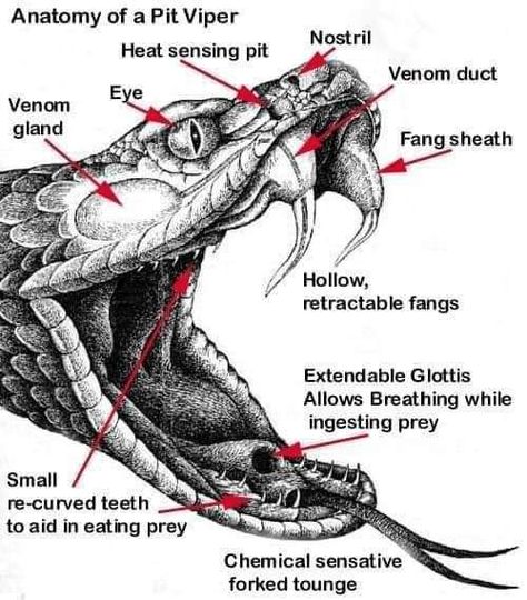 'Basic anatomy of a venomous snake, such as a copperhead.'THE COPPERHEAD DEN Muscle Diagram, Snake Drawing, Mouth Drawing, Snake Tattoo Design, Pit Viper, Cobra Snake, Drawing Heads, Snake Venom, Snake Art