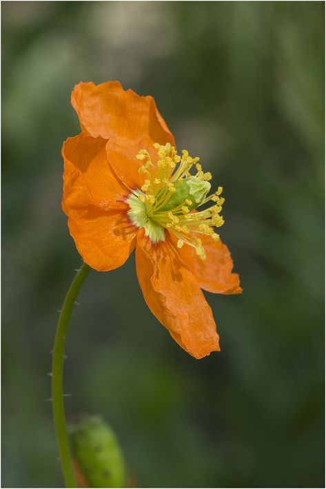 Fire Poppy, Fire Fairy, Park Hill, Perennial Shrubs, Ornamental Plants, Perennial Plants, San Luis Obispo, Poppy Flower, Yellow Flowers